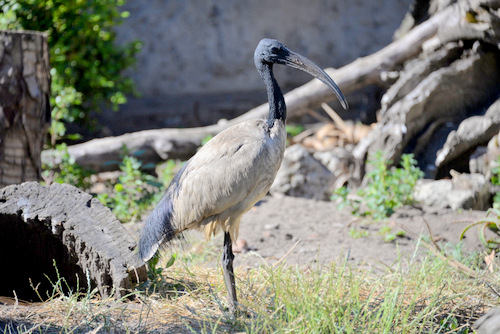 World of Birds Wildlife Sanctuary.